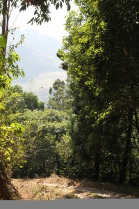 The road ...going through dense dark jungle ..and emerging to see the sun over another mountain..