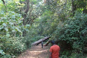 An obstacle in my path?  A fallen tree trunk adds to the drama of the forest