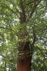 A 400 year old tree in the Silent Valley buffer zone.