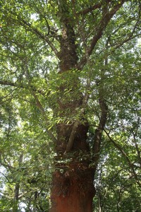 A 400 year old tree in the Silent Valley buffer zone.