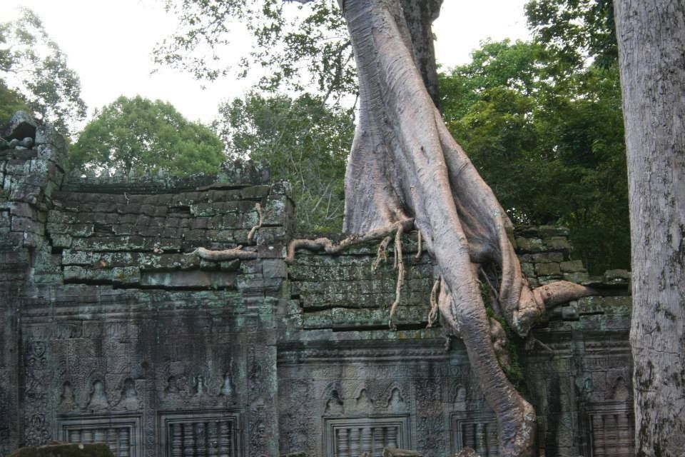 One of the most iconic images of Angkor Wat...at Ta Prohm