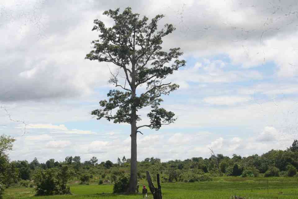 away from the temples, you do find lonely souls like this tree...